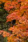 USA, Minnesota, Superior National Forest. Autumn colors in maple tree. Art Print